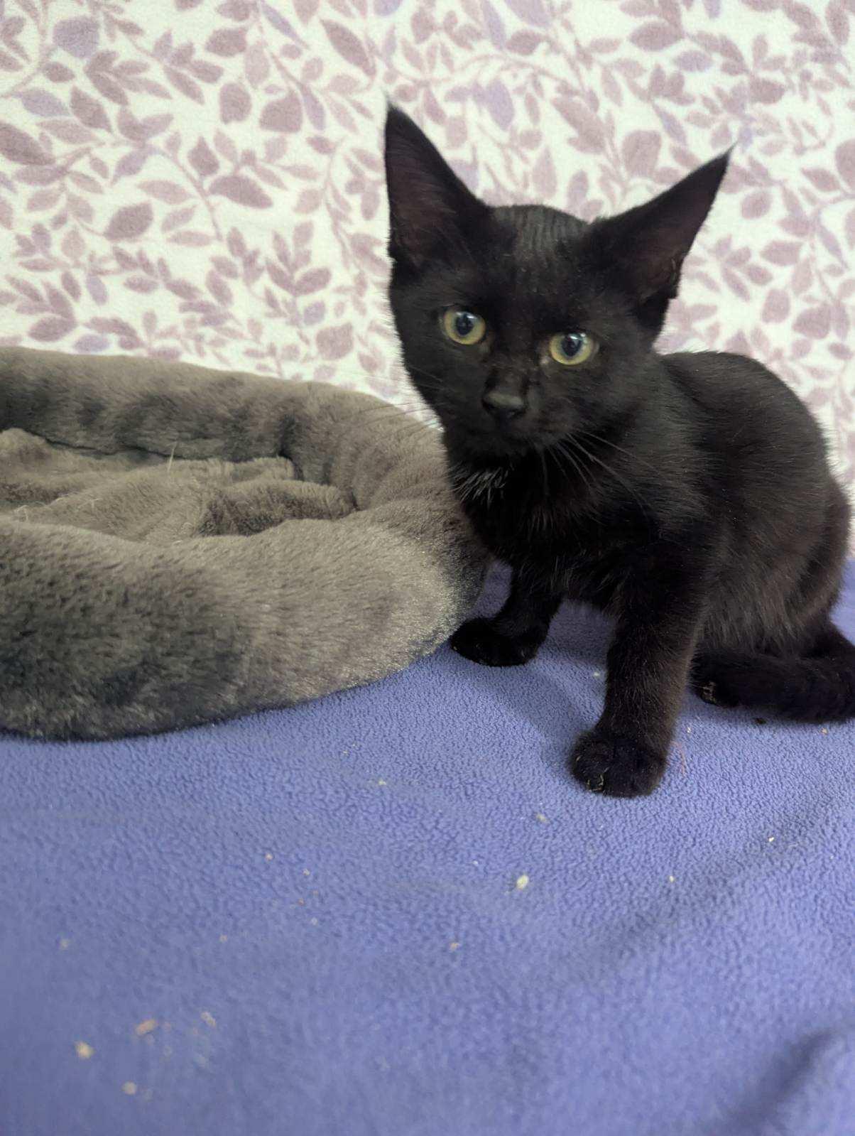 Enlarge Cosmo, a Adoptable American Shorthair in Standish, MI image 3/6