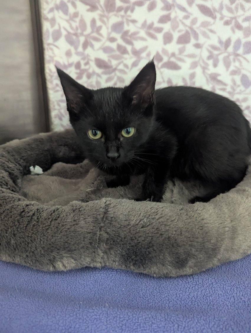 Enlarge Cosmo, a Adoptable American Shorthair in Standish, MI image 4/6