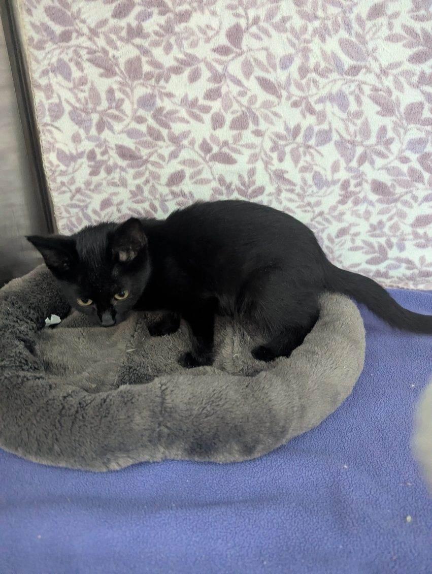 Enlarge Cosmo, a Adoptable American Shorthair in Standish, MI image 5/6