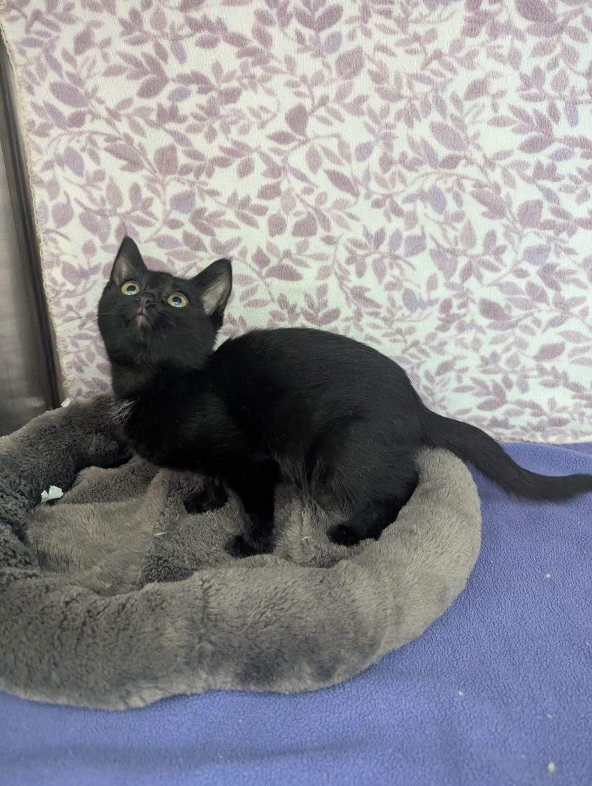 Enlarge Cosmo, a Adoptable American Shorthair in Standish, MI image 6/6