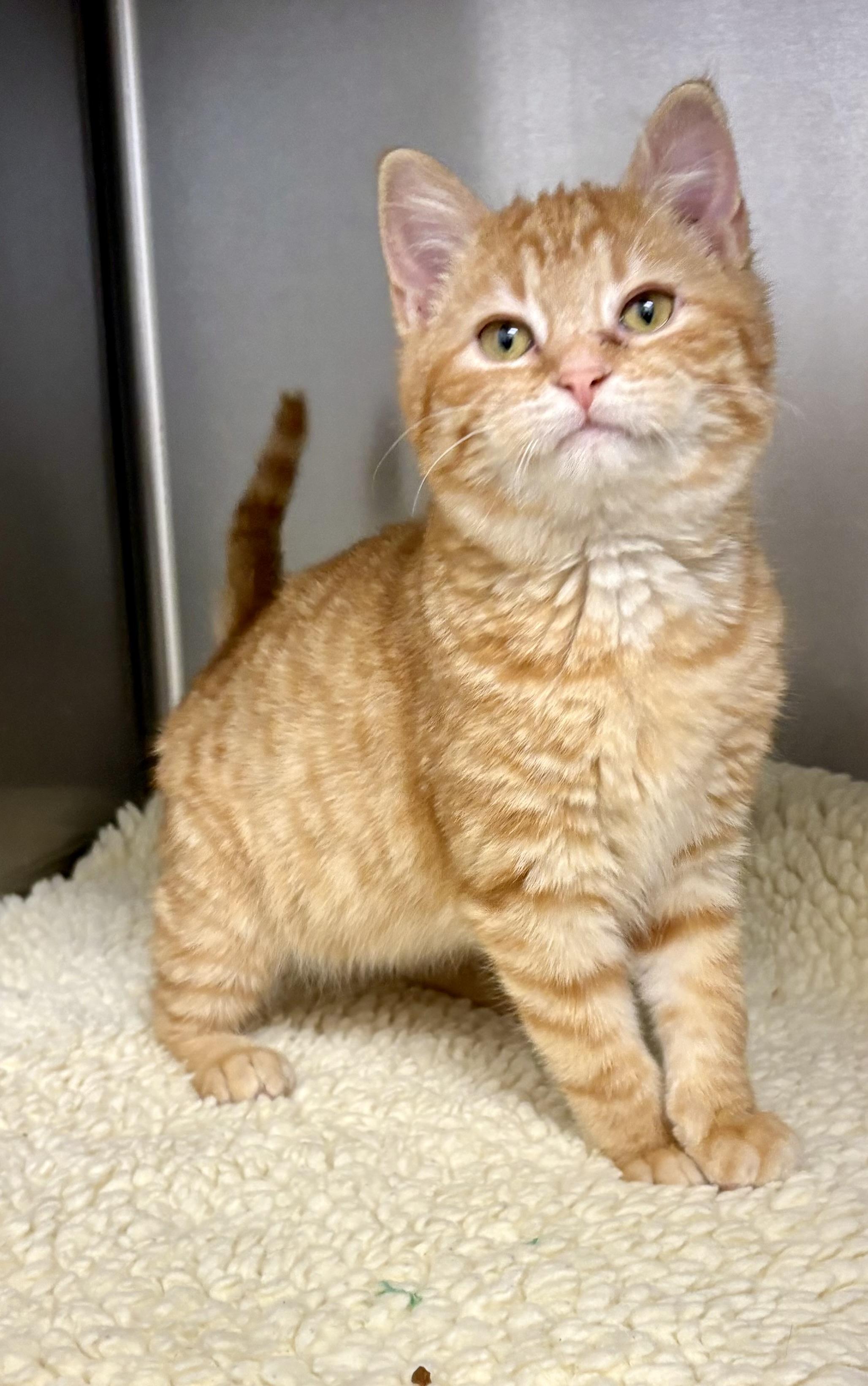 Enlarge Thea, an adopted Domestic Short Hair in Geneseo, IL image 1/2