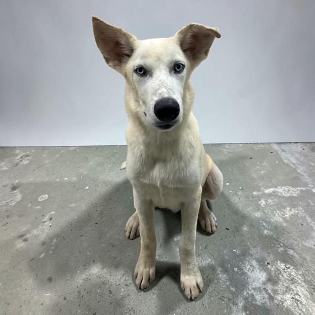 Enlarge Ghost, a ADOPTABLE mixed breed in Williston, VT image 2/6