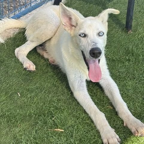Enlarge Ghost, a ADOPTABLE mixed breed in Williston, VT image 3/6