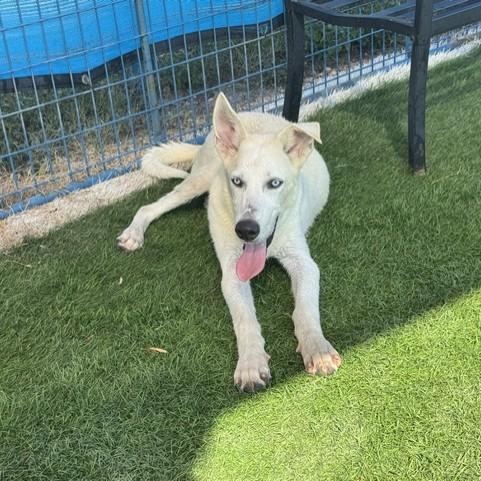Enlarge Ghost, a ADOPTABLE mixed breed in Williston, VT image 5/6