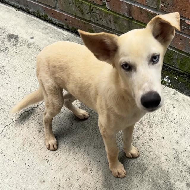 Enlarge Ghost, a ADOPTABLE mixed breed in Williston, VT image 6/6