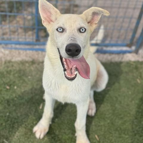 Ghost, ADOPTABLE, Young Male Husky.