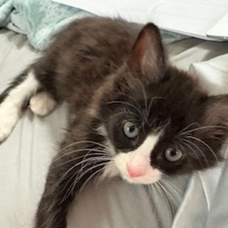 Bed Head, an adopted Domestic Short Hair in Denver, NC image 2/3