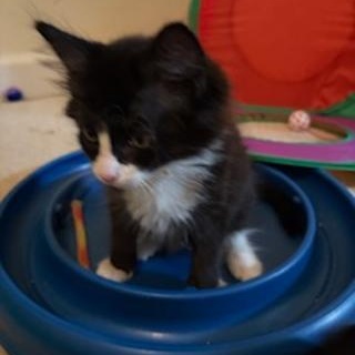 Bed Head, an adopted Domestic Short Hair in Denver, NC image 3/3