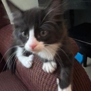 Bed Head, an adopted Domestic Short Hair in Denver, NC image 1/3