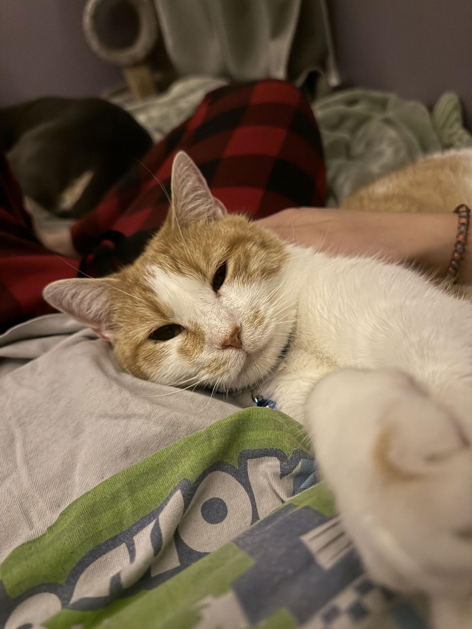 Enlarge Burtrum (Foster Animal), a Adoptable Domestic Short Hair in Sanford, NC image 1/3