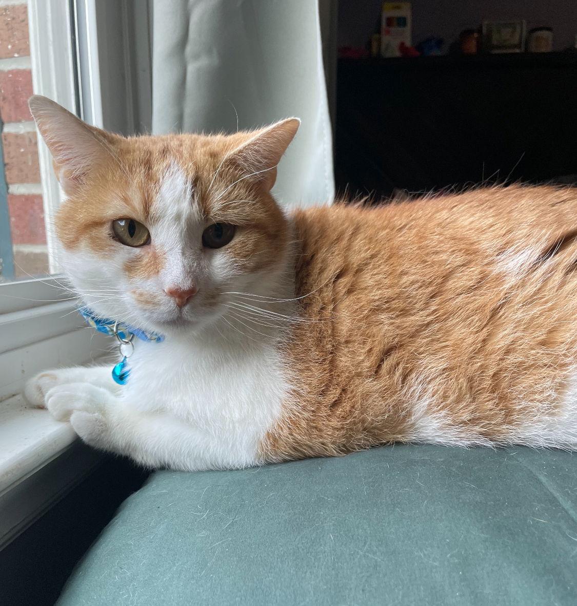 Enlarge Burtrum (Foster Animal), a Adoptable Domestic Short Hair in Sanford, NC image 3/3