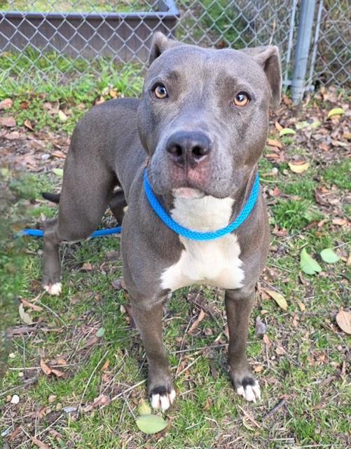 Enlarge PRETZEL, a Adoptable Mixed Breed in Columbia, SC image 1/1