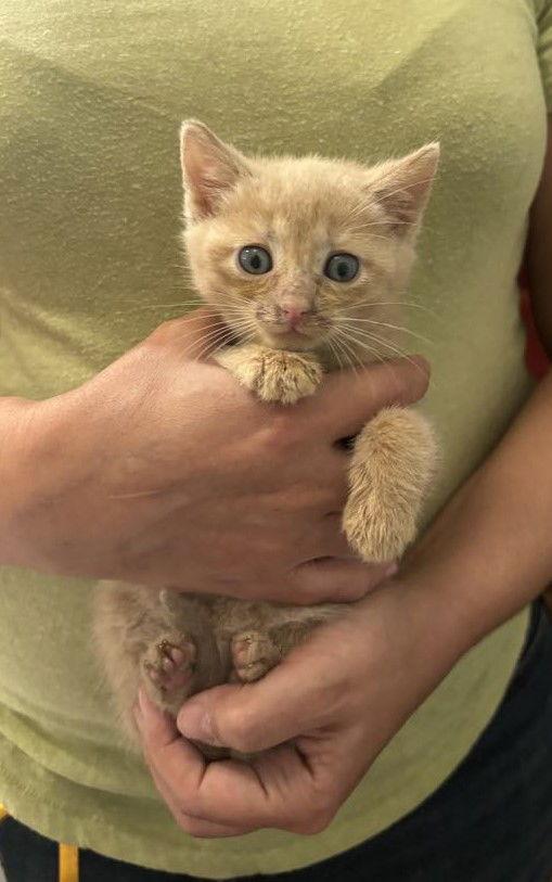 Rouladen, Adopted, Young Male Domestic Short Hair.