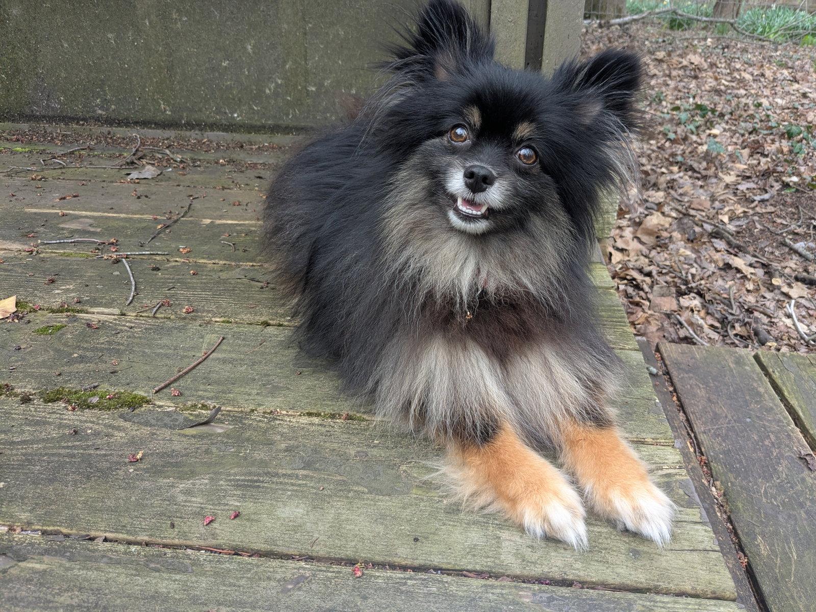 Pippa, Adoptable, Adult Female Pomeranian.