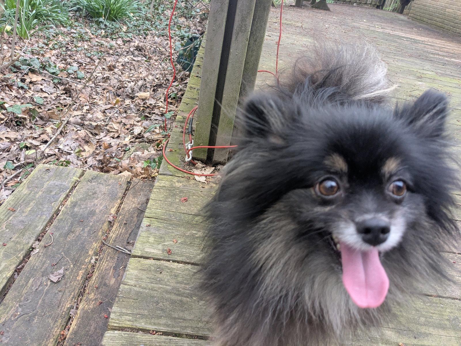 Enlarge Pippa, a Adoptable Pomeranian in Powell, OH image 2/3