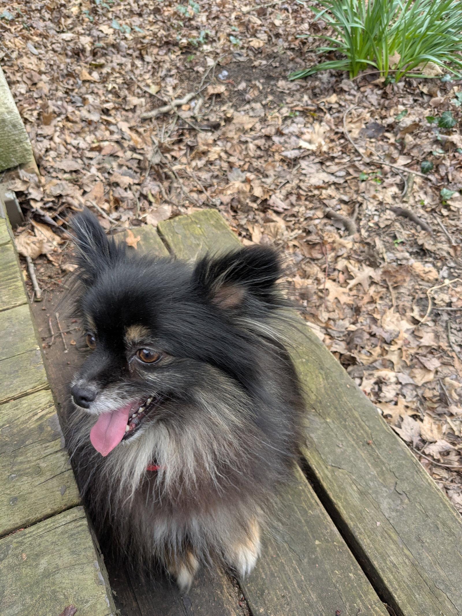 Enlarge Pippa, a Adoptable Pomeranian in Powell, OH image 3/3
