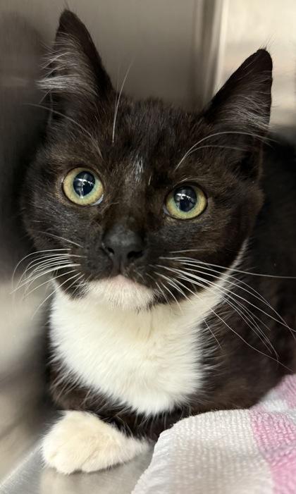 Willow, Adoptable, Kitten Female Domestic Medium Hair & Domestic Short Hair.