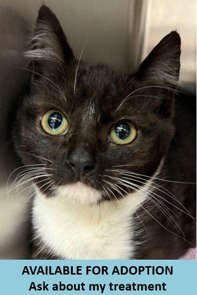 Enlarge Willow, a Adoptable mixed breed in Eugene, OR image 2/2