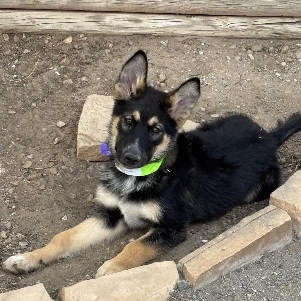 Stranger Things Eleven, Adoptable, Puppy Female German Shepherd Dog.