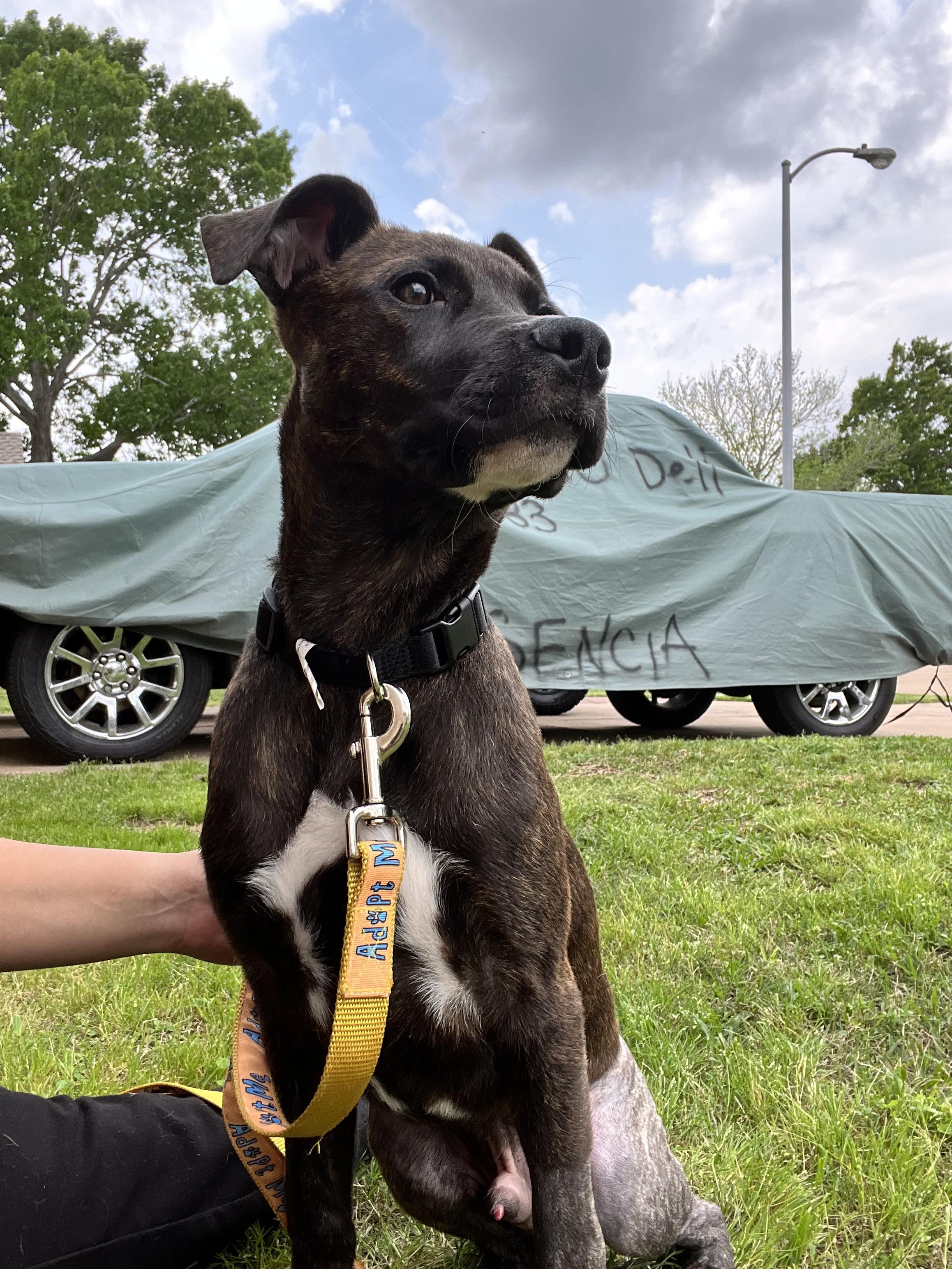 Noah, Adoptable, Adult Male Pit Bull Terrier & Labrador Retriever.