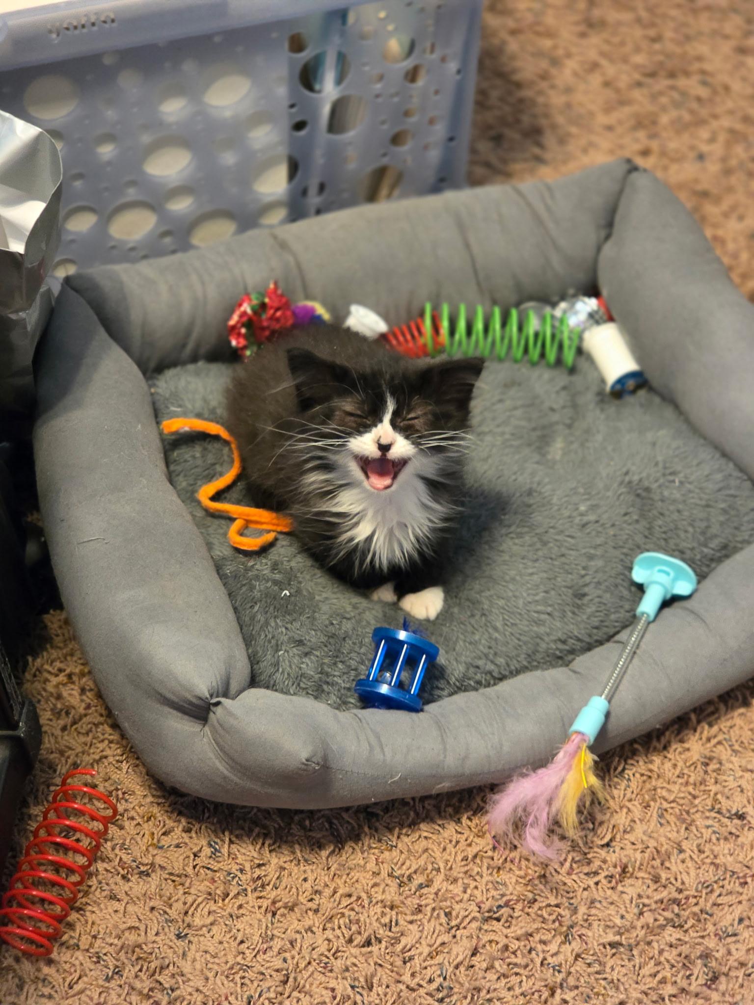 Enlarge Cookies & Cream, a Adoptable Tuxedo in Lubbock, TX image 2/3