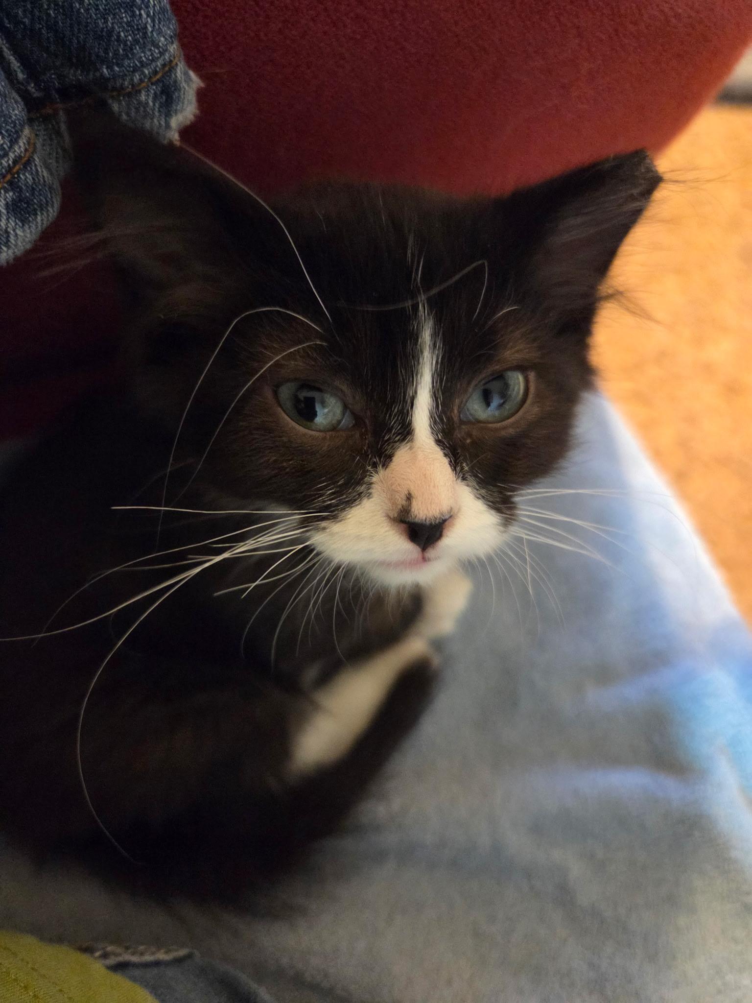 Cookies & Cream, Adoptable, Young Male Tuxedo.
