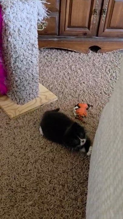Enlarge Cookies & Cream, a Adoptable Tuxedo in Lubbock, TX video 3/3