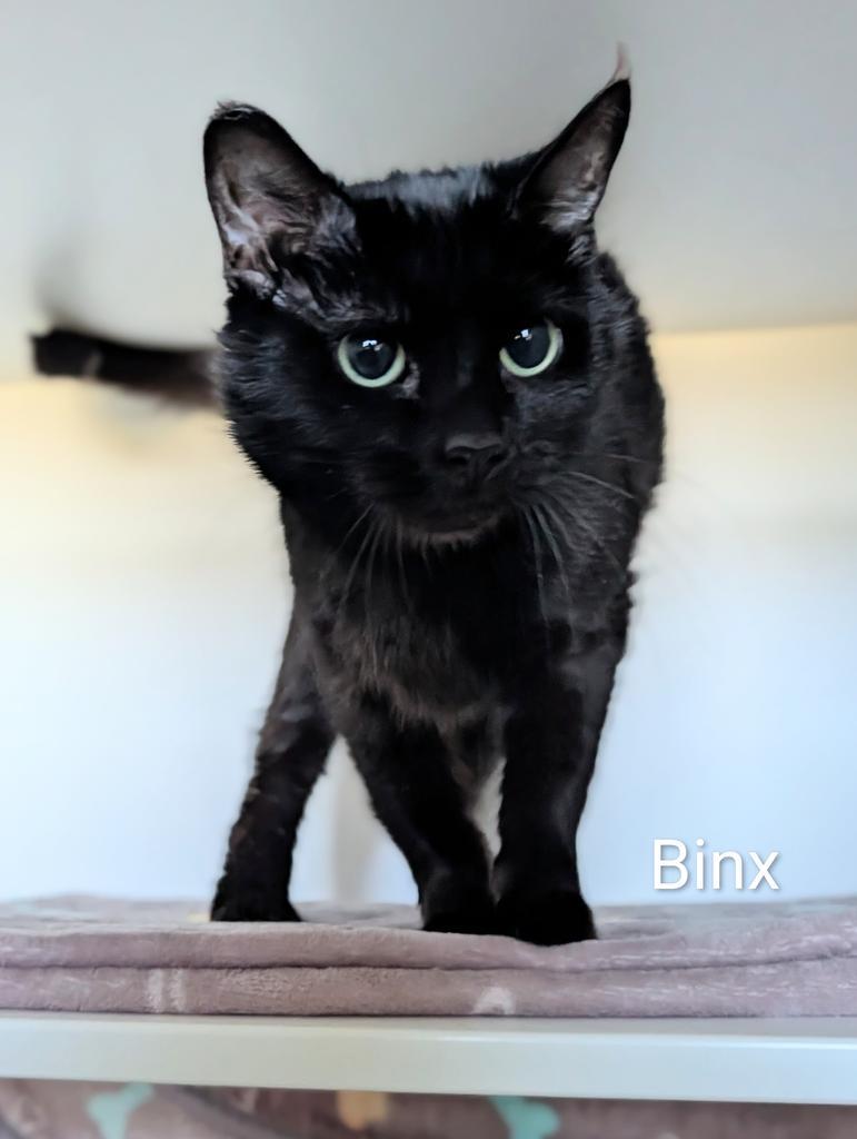 Enlarge Binx, a Adoptable mixed breed in Greenfield, IN image 1/3