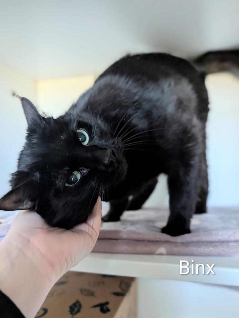 Enlarge Binx, a Adoptable mixed breed in Greenfield, IN image 2/3