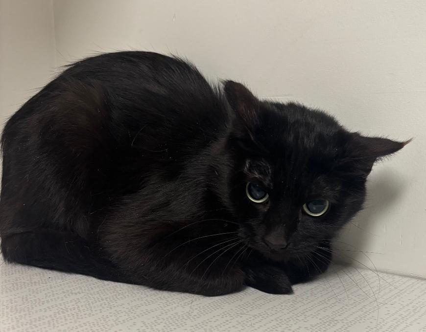 Enlarge Binx, a Adoptable mixed breed in Greenfield, IN image 1/1