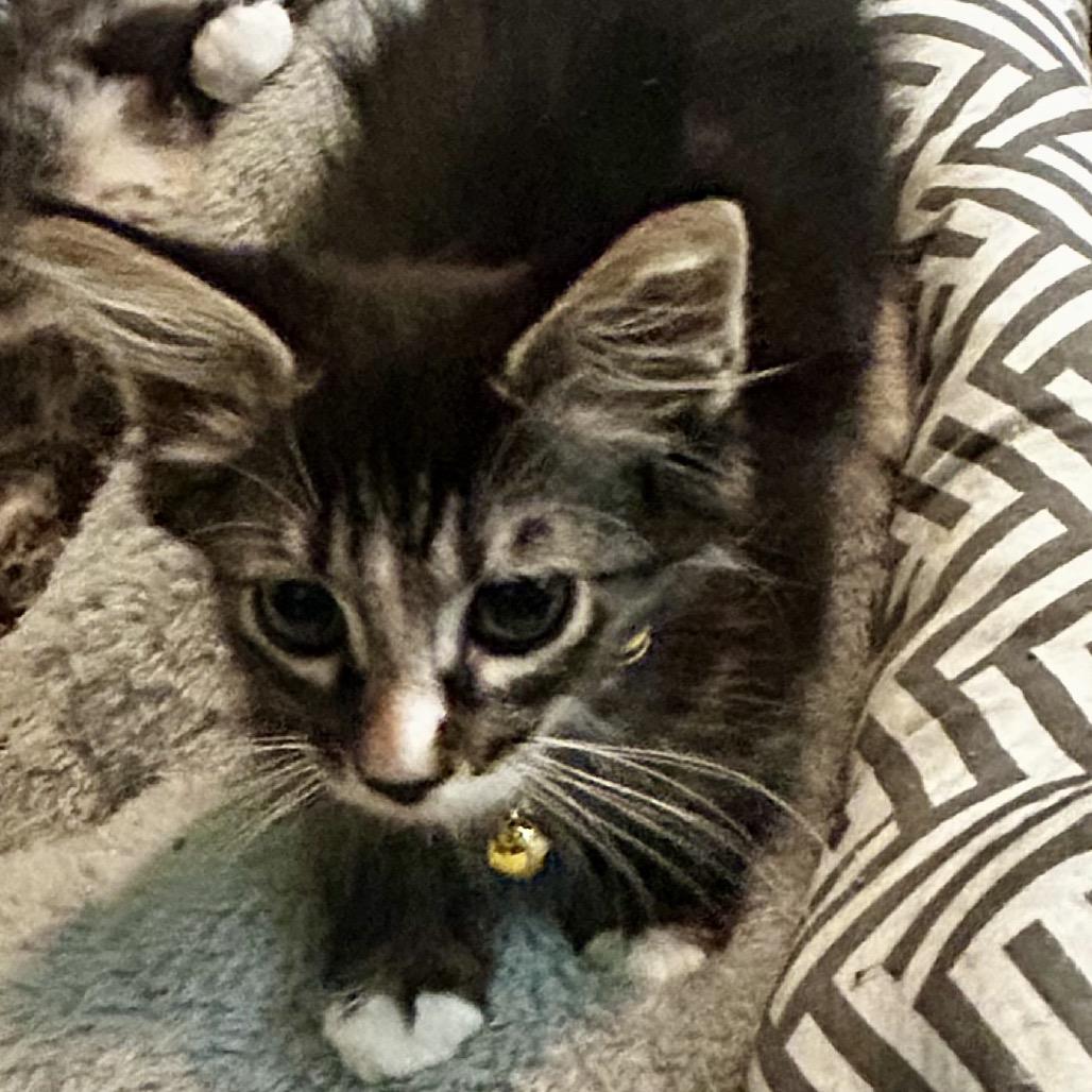 Enlarge Shera - River Yellow collar, a Adoptable Domestic Medium Hair in Othello, WA image 2/3
