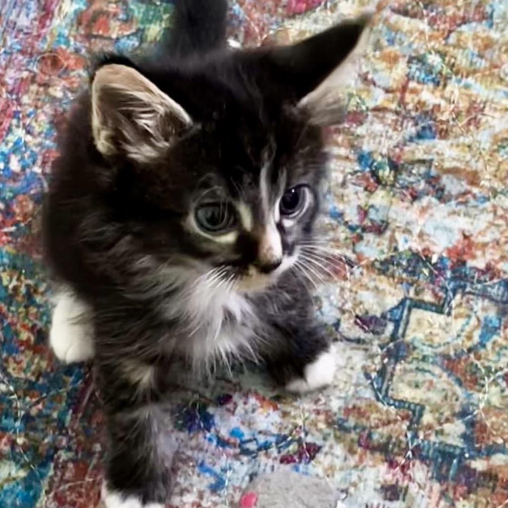 Enlarge Shera - River Yellow collar, a Adoptable Domestic Medium Hair in Othello, WA image 3/3