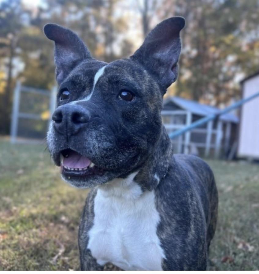 Tilly, ADOPTABLE, Adult Female Pit Bull Terrier.