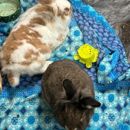 Enlarge Cheddar, a Adoptable Lionhead in Gansevoort, NY image 2/2