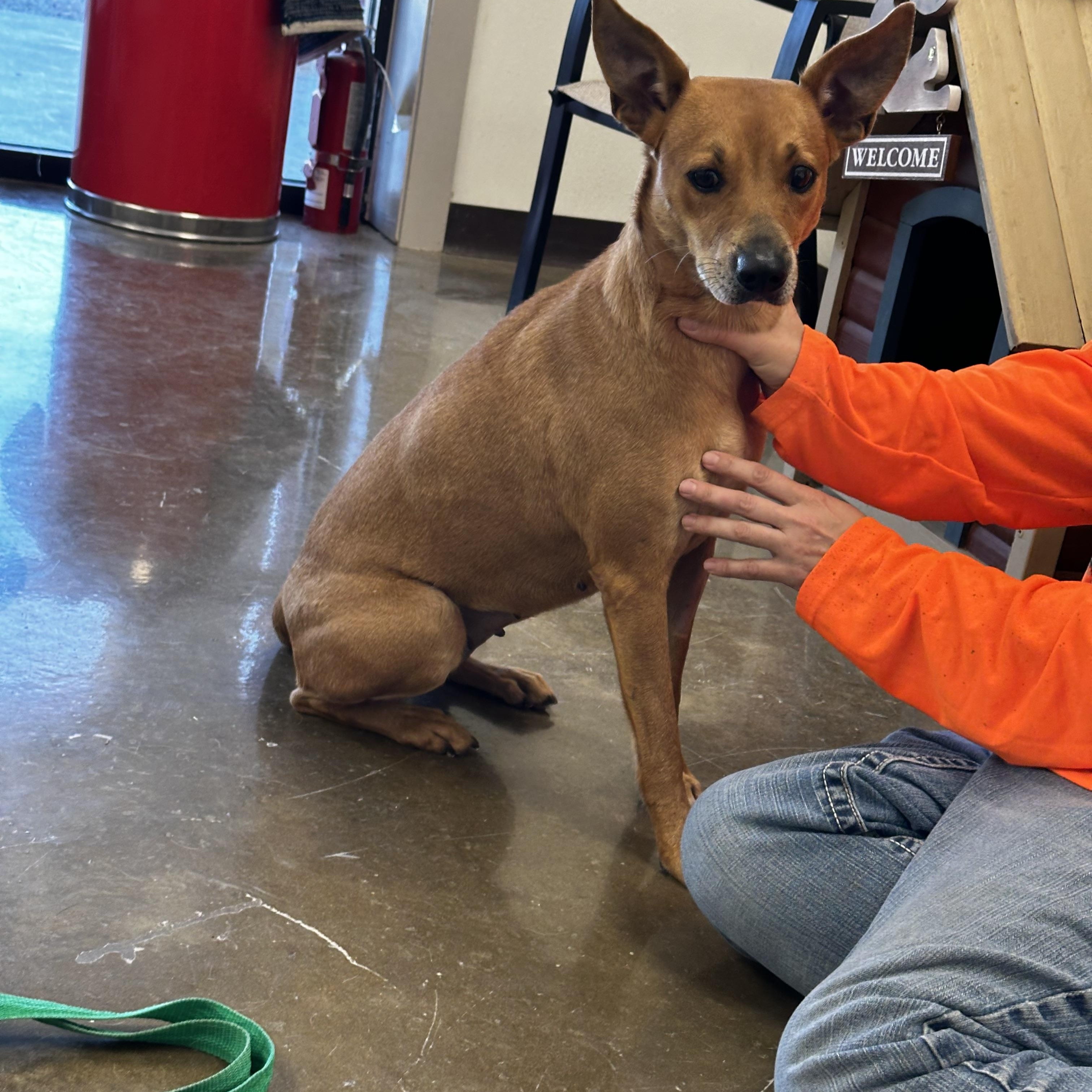 Charlie, a Adoptable Terrier in Port Lavaca, TX image 1/5