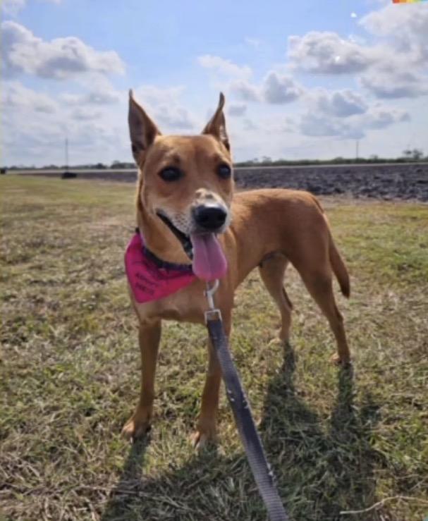 Charlie, Adoptable, Adult Female Mixed Breed.