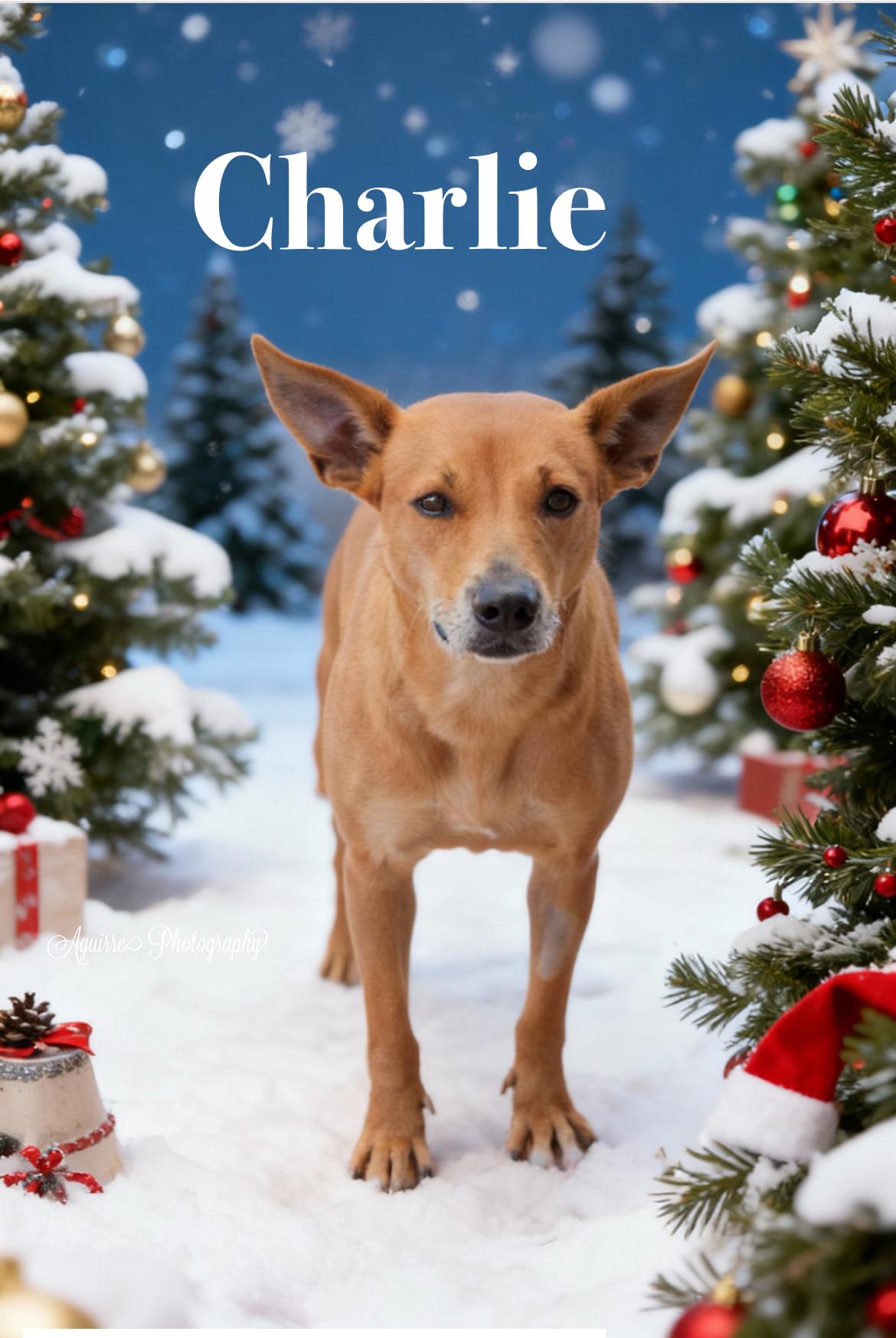 Enlarge Charlie, a Adoptable mixed breed in Port Lavaca, TX image 1/6
