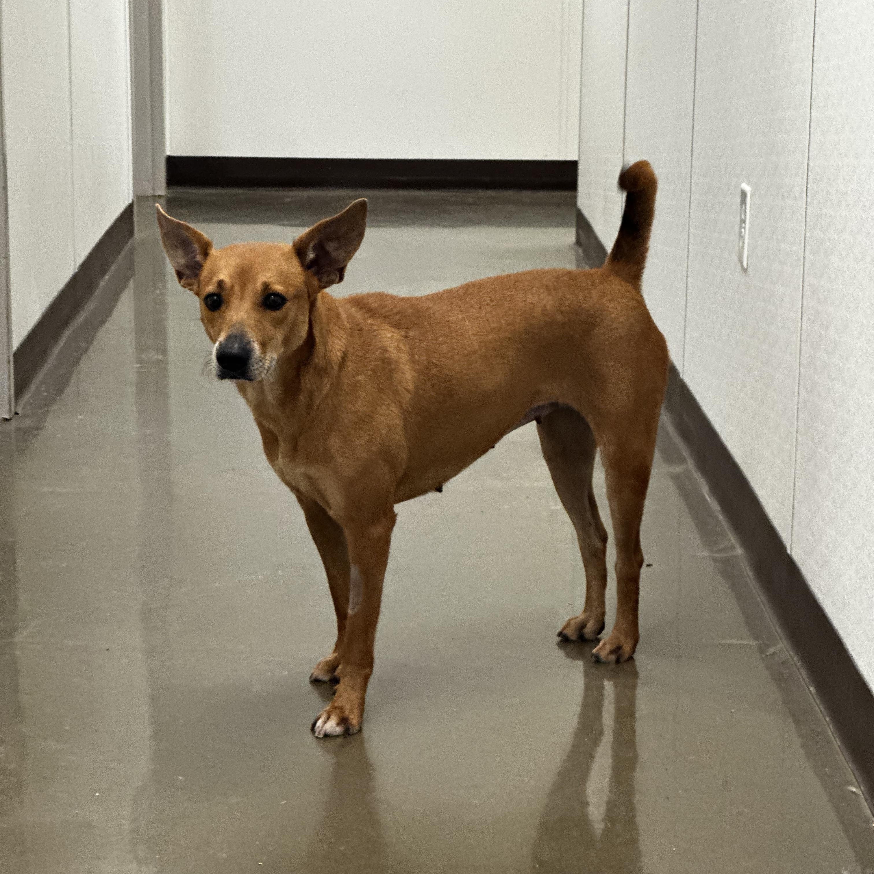Charlie, a Adoptable Terrier in Port Lavaca, TX image 2/5