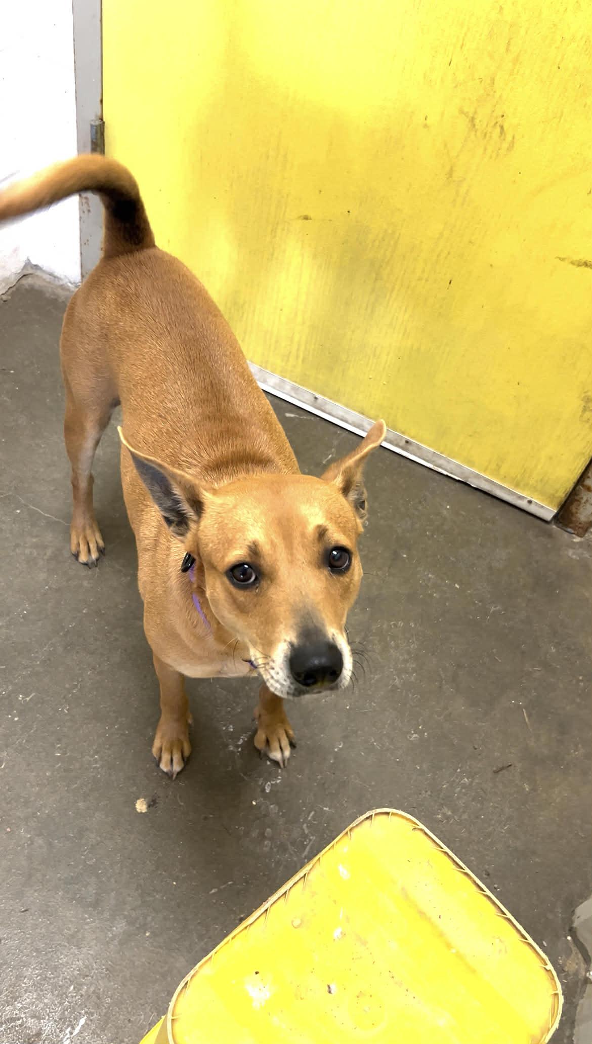 Charlie, Adoptable, Adult Female Mixed Breed.