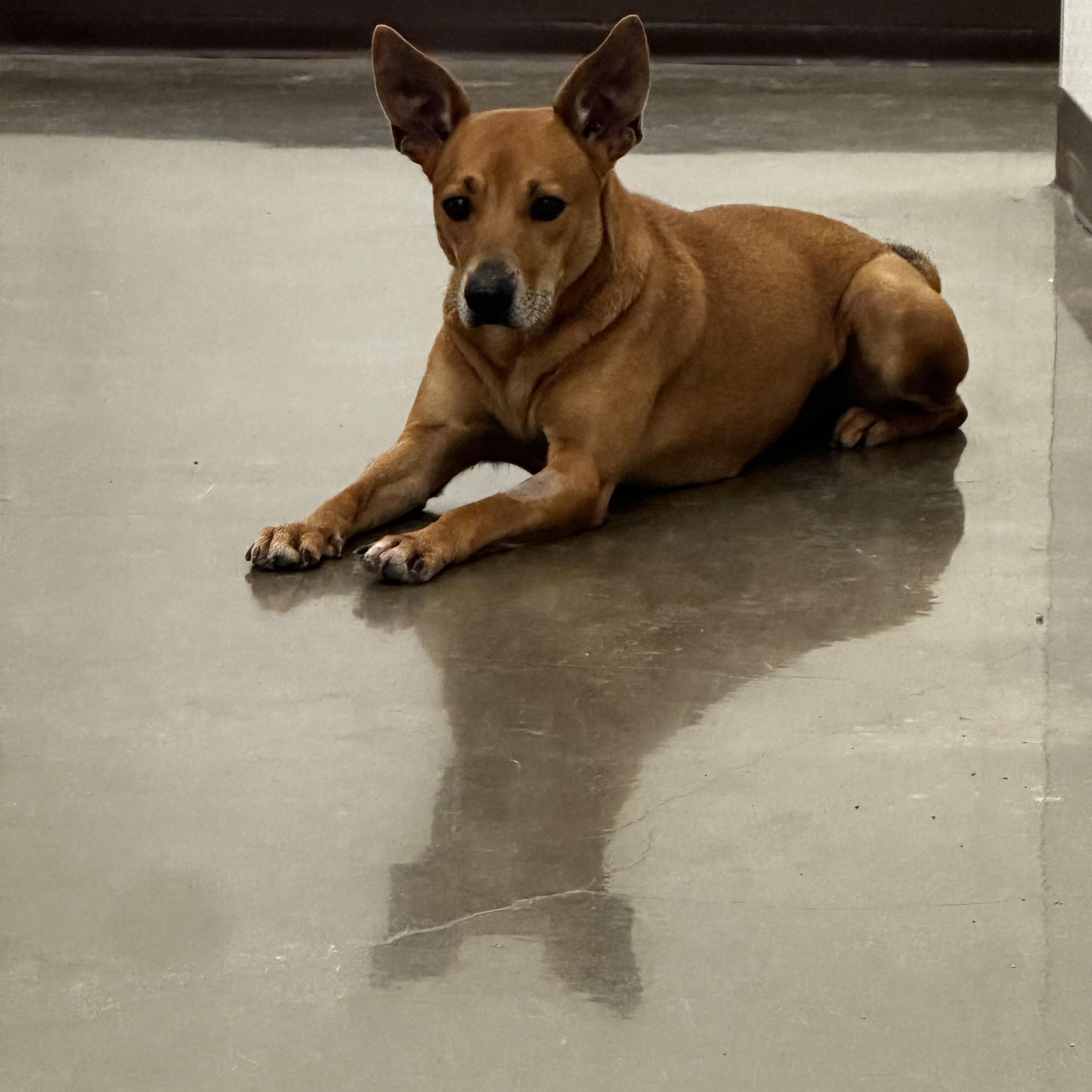 Charlie, a Adoptable Terrier in Port Lavaca, TX image 3/5