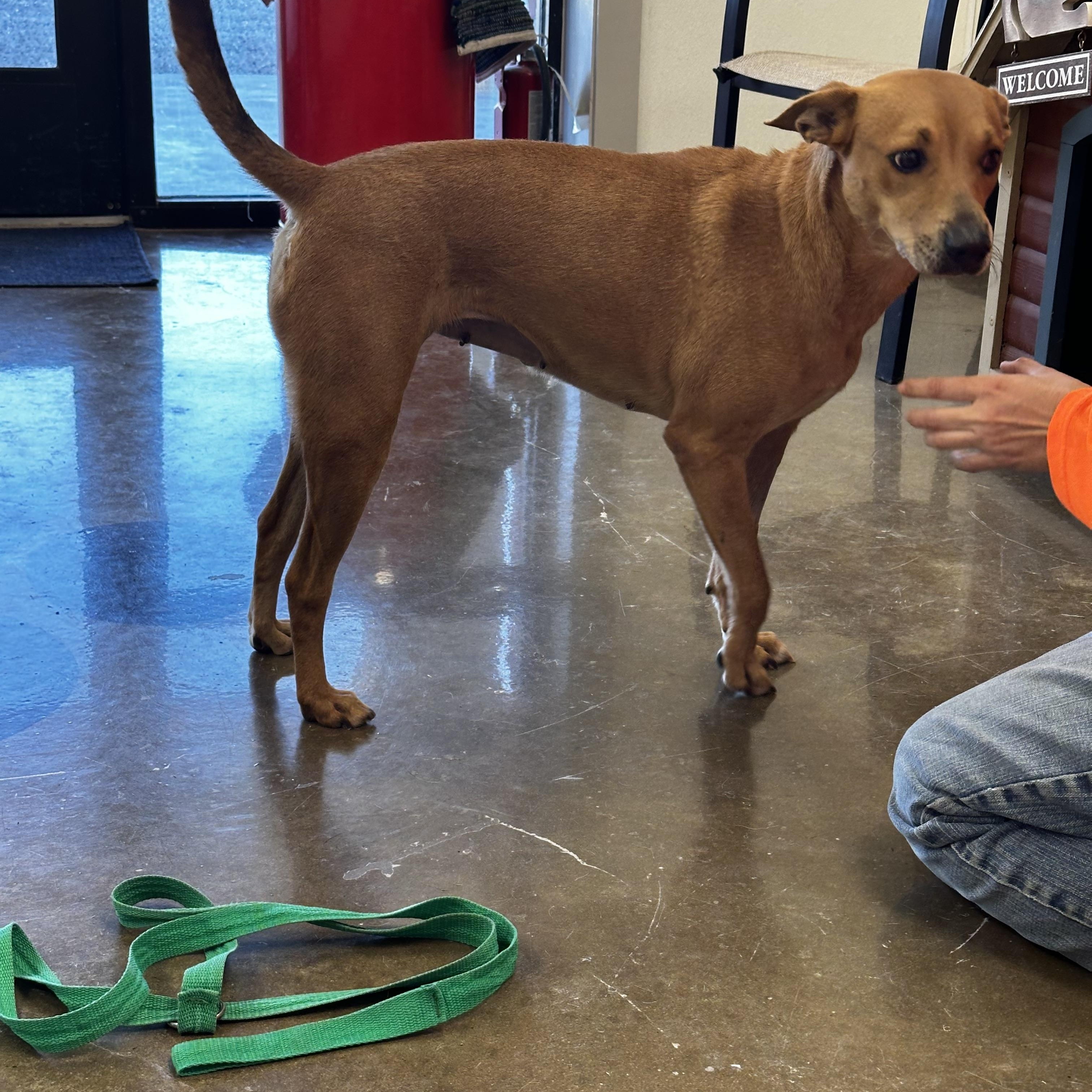 Charlie, a Adoptable Terrier in Port Lavaca, TX image 4/5