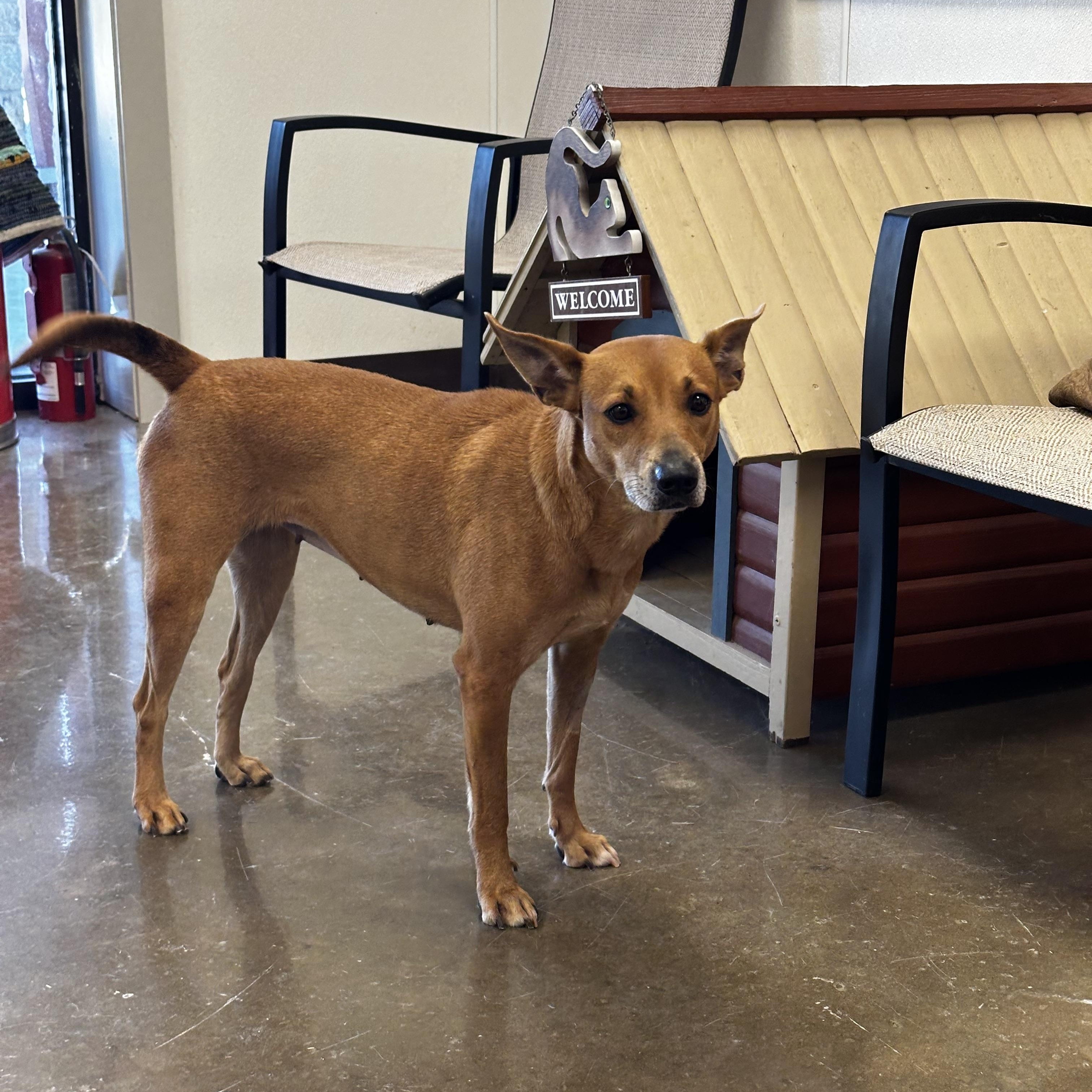 Enlarge Charlie, a Adoptable mixed breed in Port Lavaca, TX image 6/6