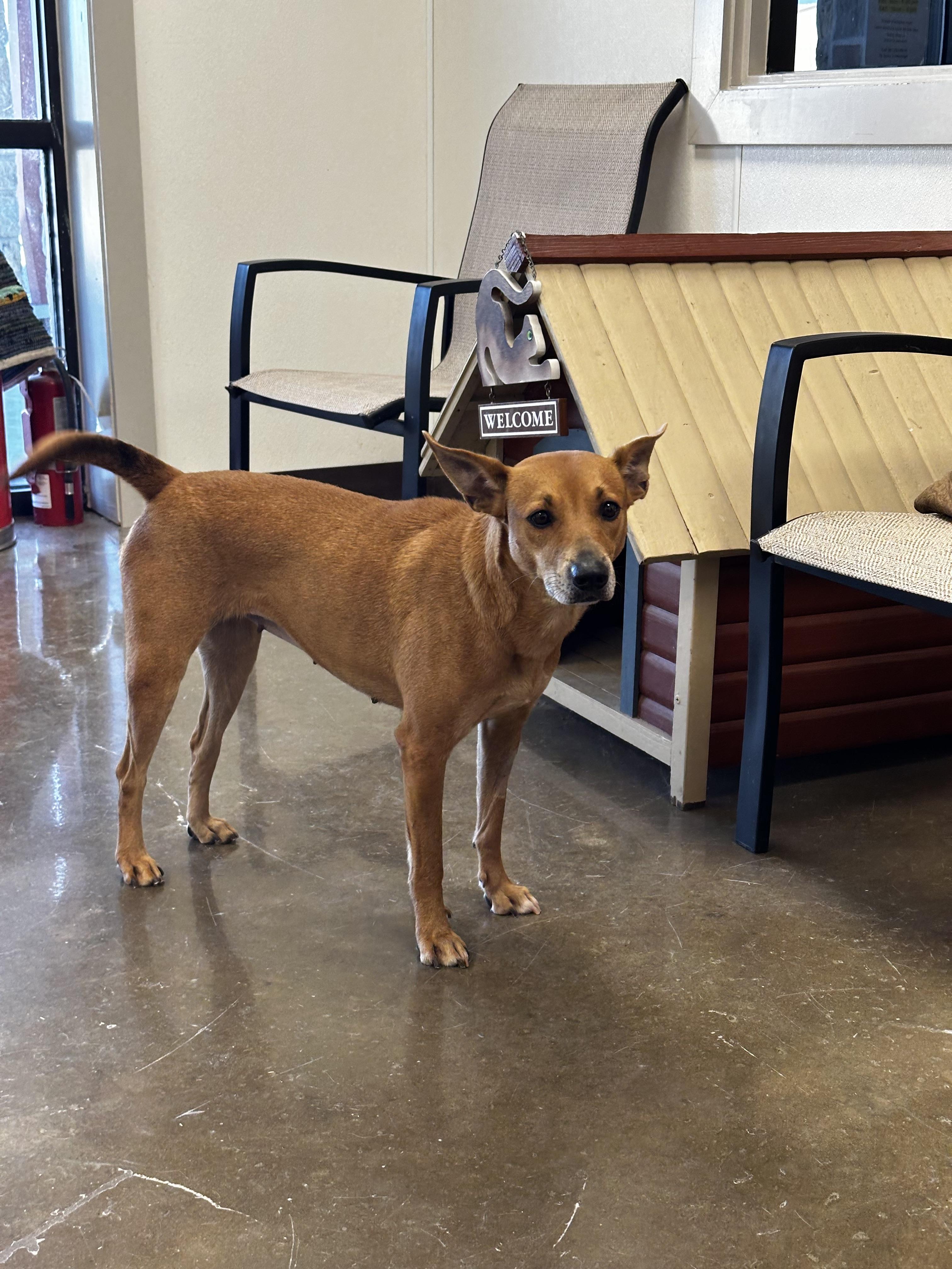 Charlie, a Adoptable Terrier in Port Lavaca, TX image 5/5