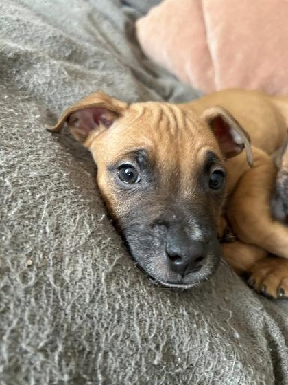 Enlarge Marquis De Lafayette, a Adoptable mixed breed in Hobart, IN image 2/2