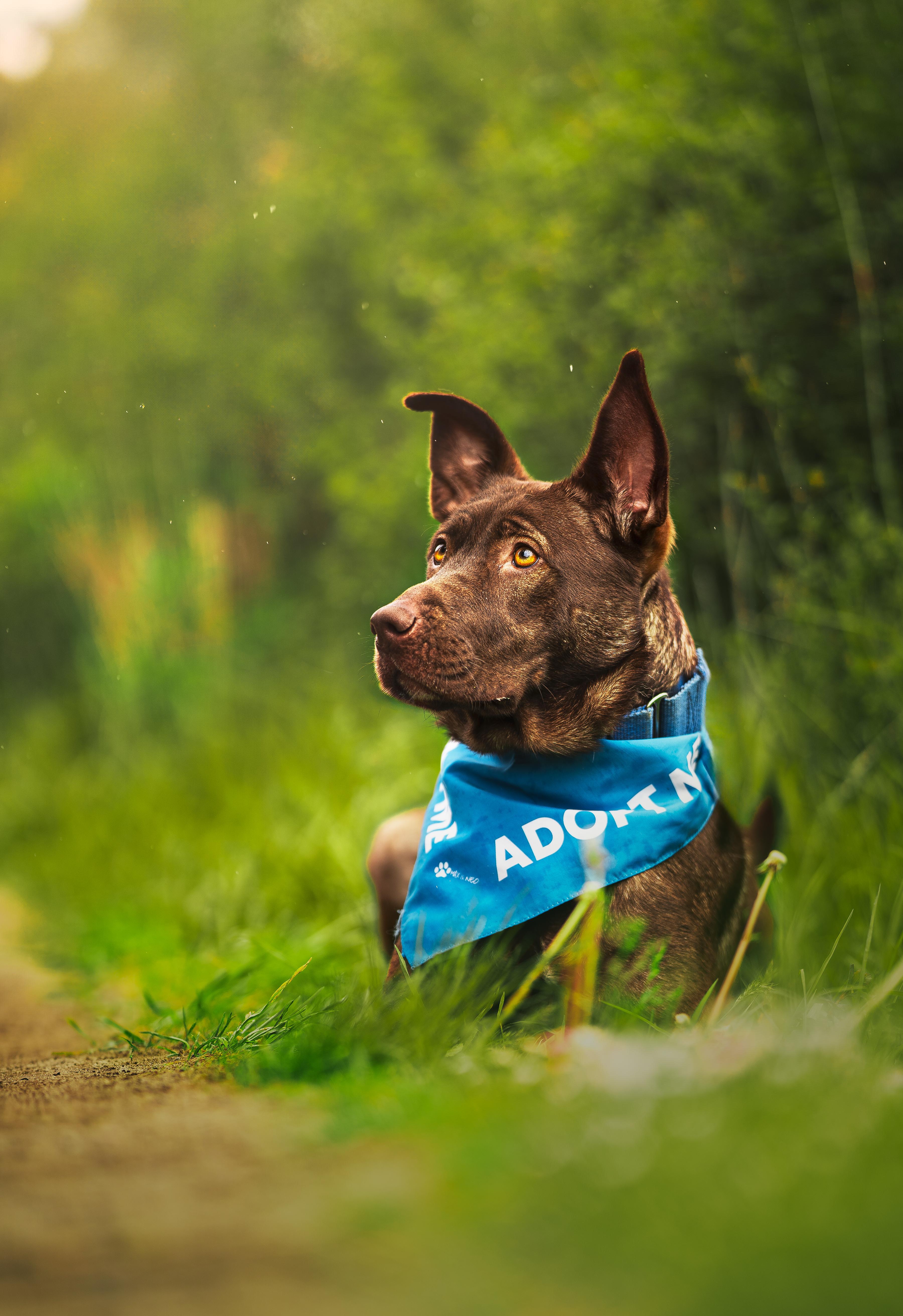 Tate, Young Male Chocolate Labrador Retriever