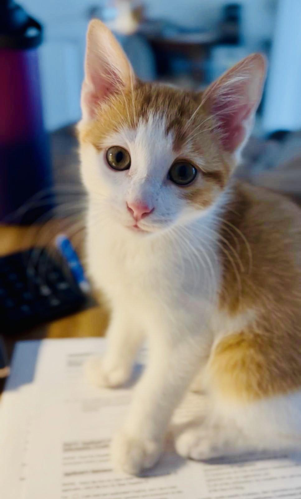 Tom, Adopted, Kitten Male Domestic Short Hair.