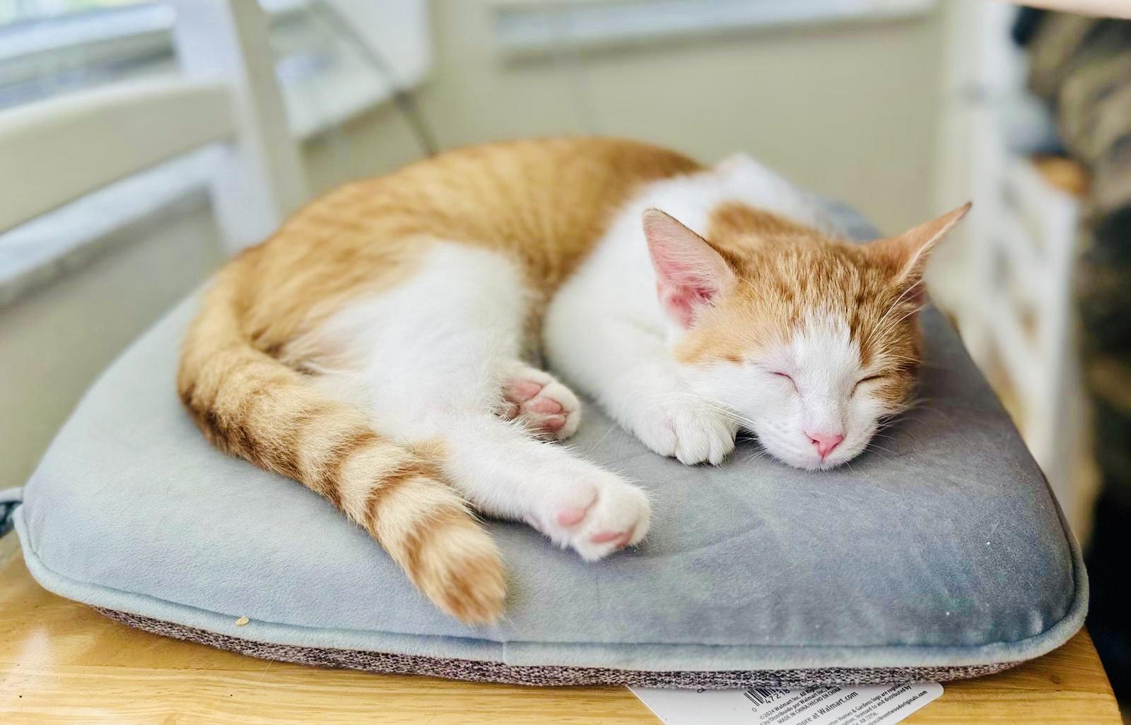 Enlarge Tom, a Adopted Domestic Short Hair in Orlando, FL image 2/3