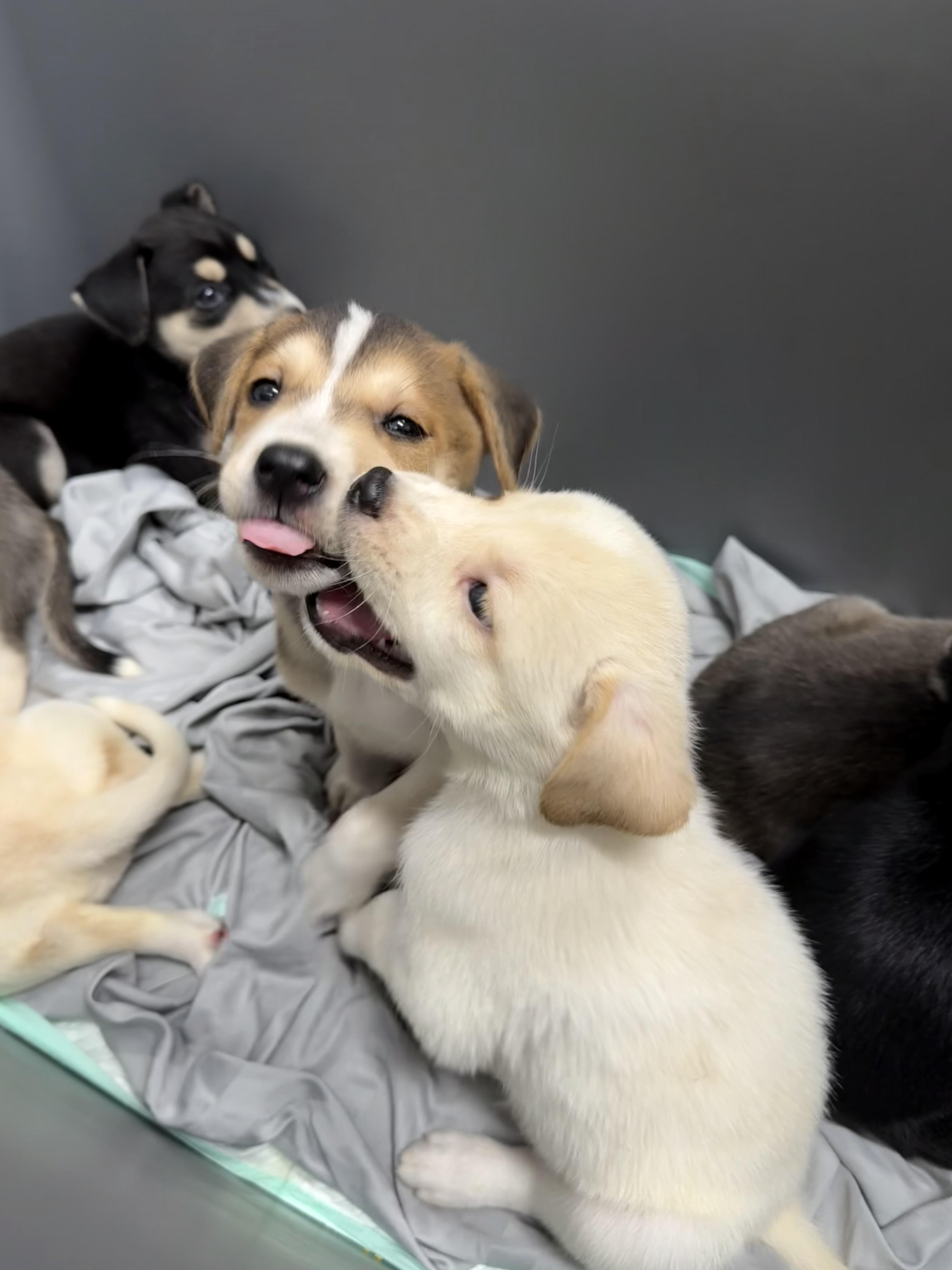 Enlarge Red, a Adopted mixed breed in Middlefield , OH image 1/6