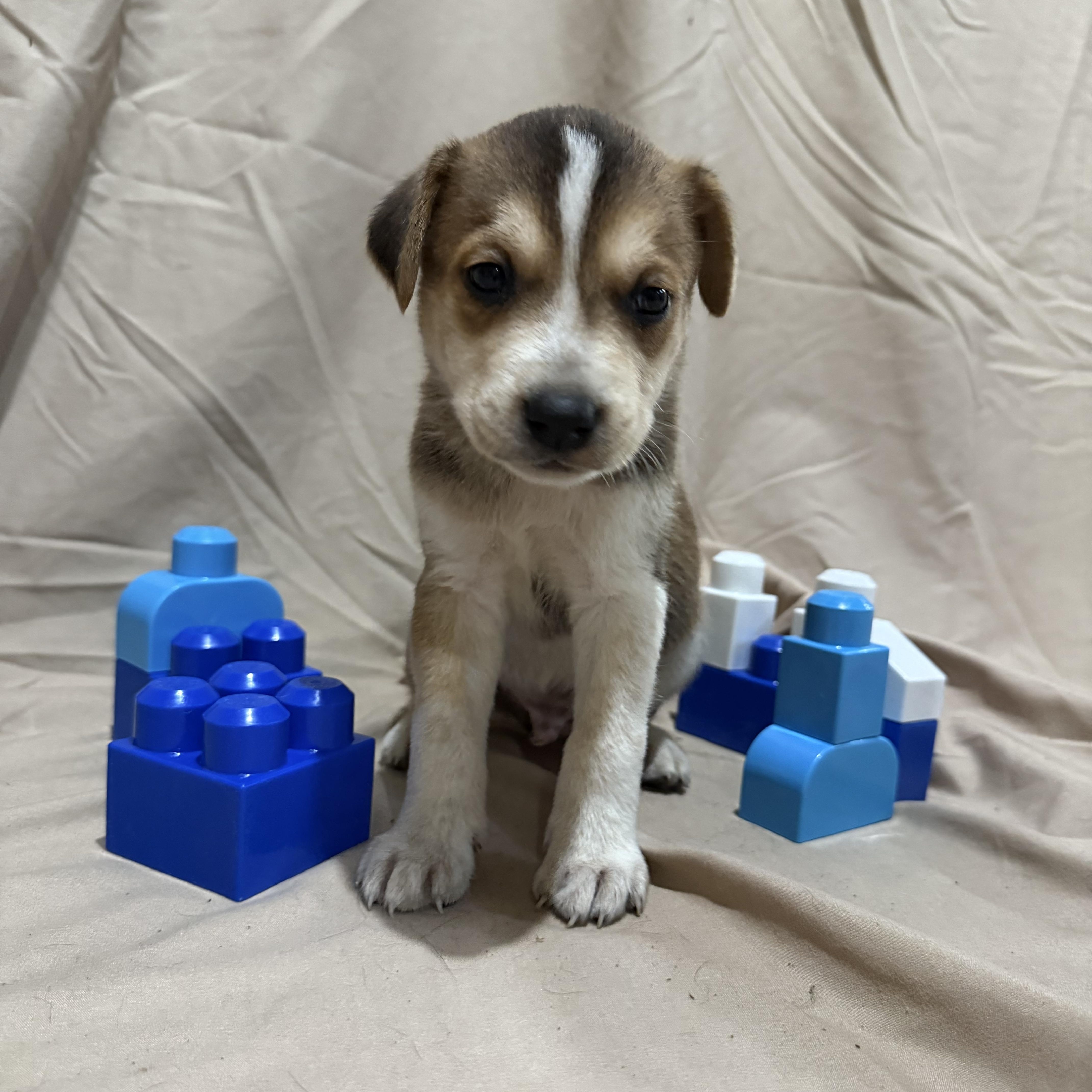 Enlarge Red, a Adopted mixed breed in Middlefield , OH image 3/6