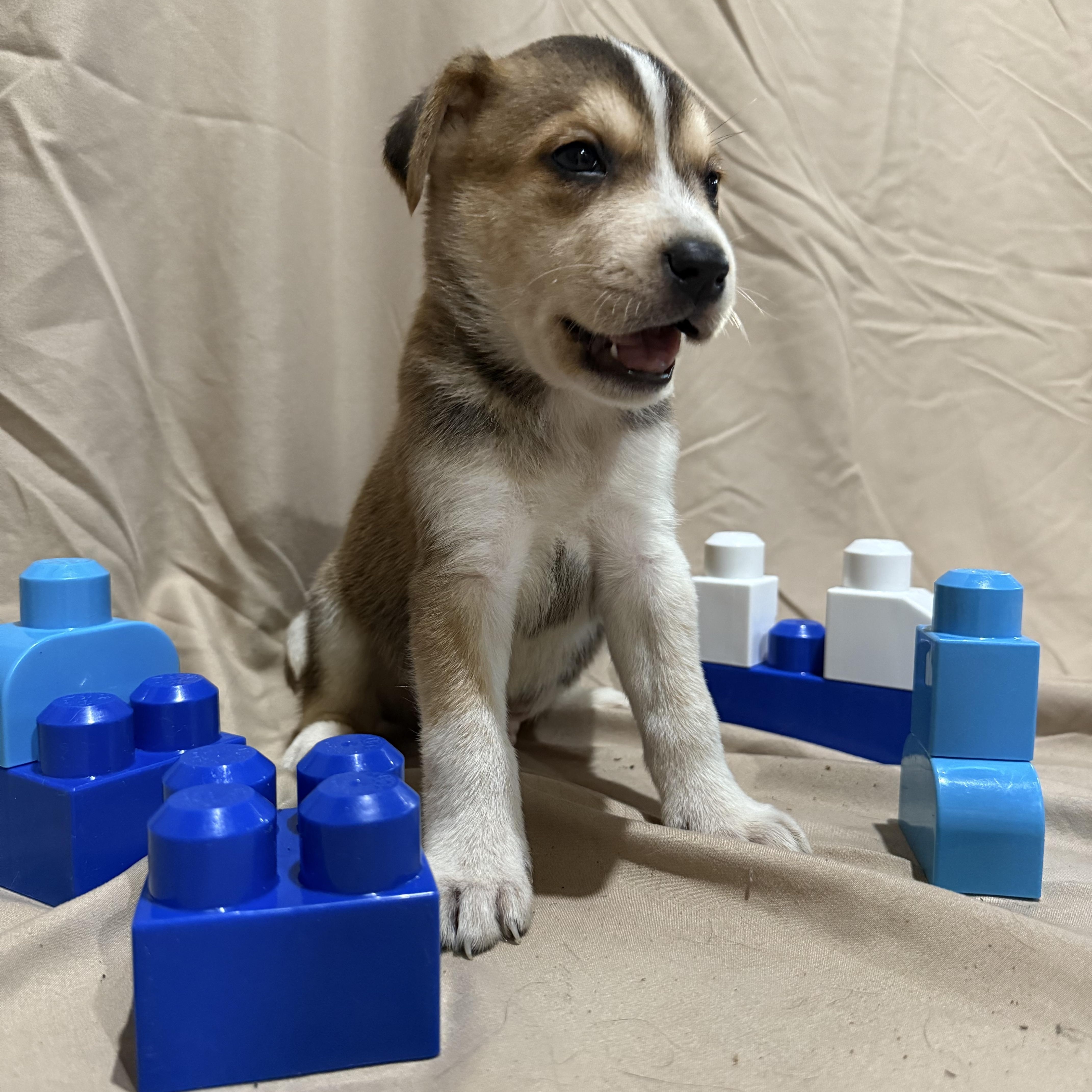 Enlarge Red, a Adopted mixed breed in Middlefield , OH image 4/6